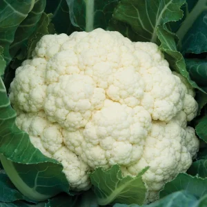 Kuchařský tip jak správně uvařit květák