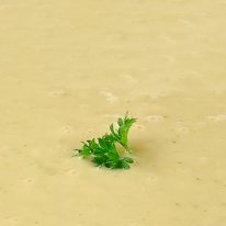 Recept YouCook Celerová omáčka