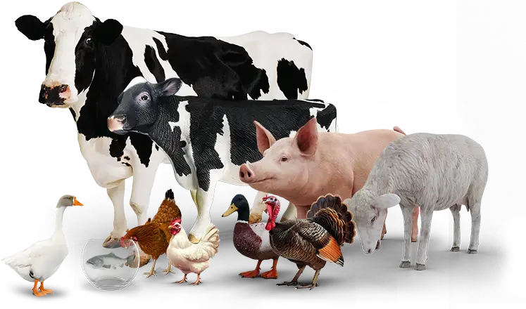 Recepty z masa a rozbory masa YouCook